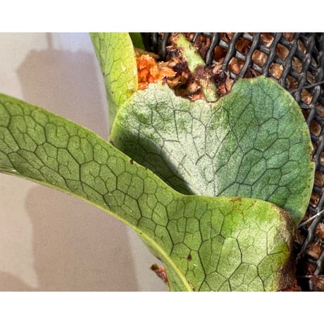 Microsorum linguiforme from South sumatera