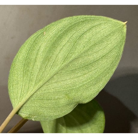 Homalomena sp. "Lingga-4 type GR 超赤軸" from Pulau Lingga [HW0622-5.5]
