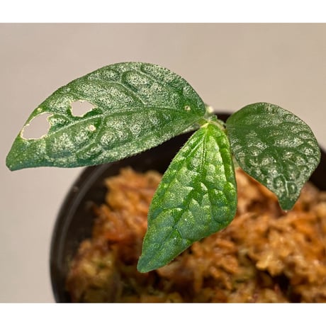 Elatostema sp. (Sri Lanka) ?