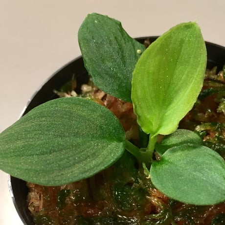 Homalomena sp. from Diamond dust from Malay Peninsula [KN]