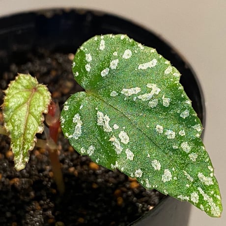 Begonia handelii var. prostrata from Viet Nam