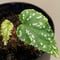 Begonia handelii var. prostrata from Viet Nam