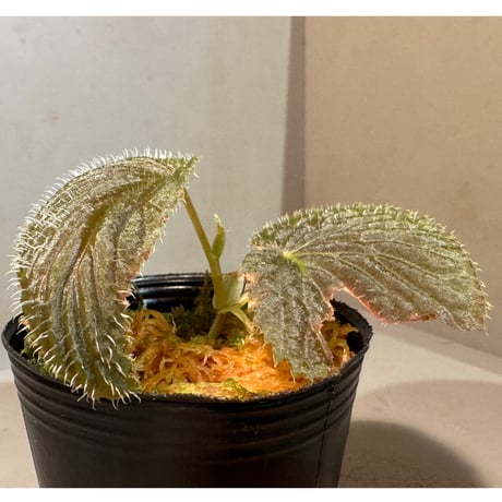 Begonia sp. from Kapuas hulu