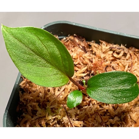 Homalomena sp. from West Kalimantan