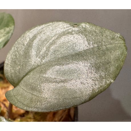 Homalomena sp. "Silver Bullet" from Pulau Lingga [AZ0917-1]