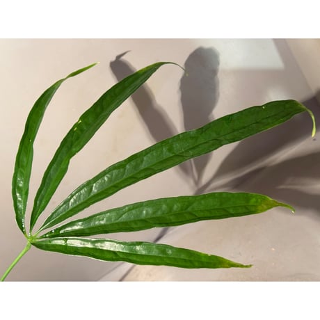 Anthurium aff. eminens