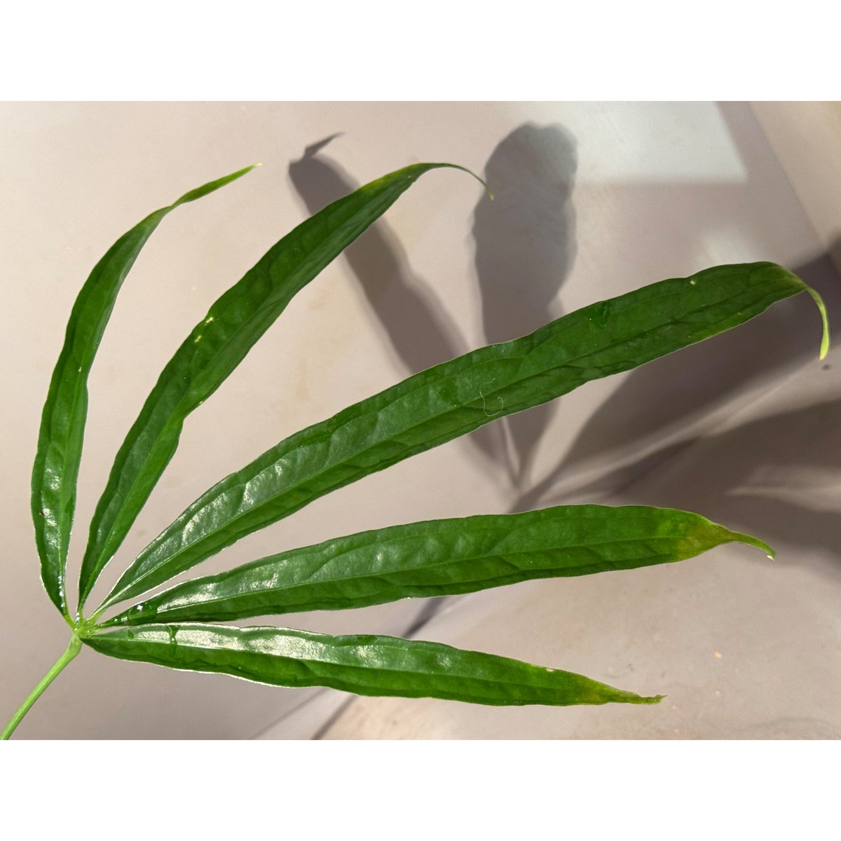 その他観葉植物 anthurium eminens Anthurium aff. eminens | M・R・G・R