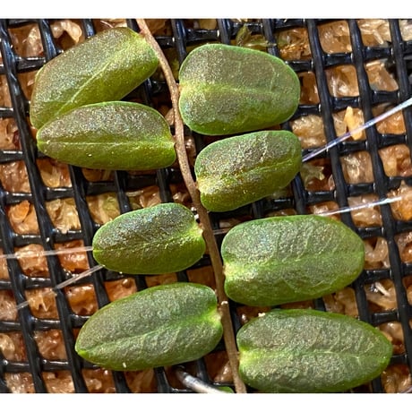 Marcgravia sp. "Bronze"