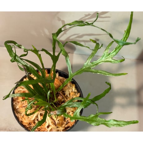 Microsorium sp. from Saripoi [LA0515-02]