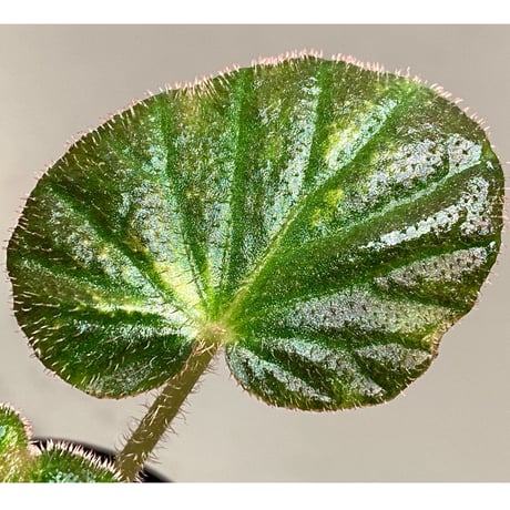 Begonia sp. from Manaus