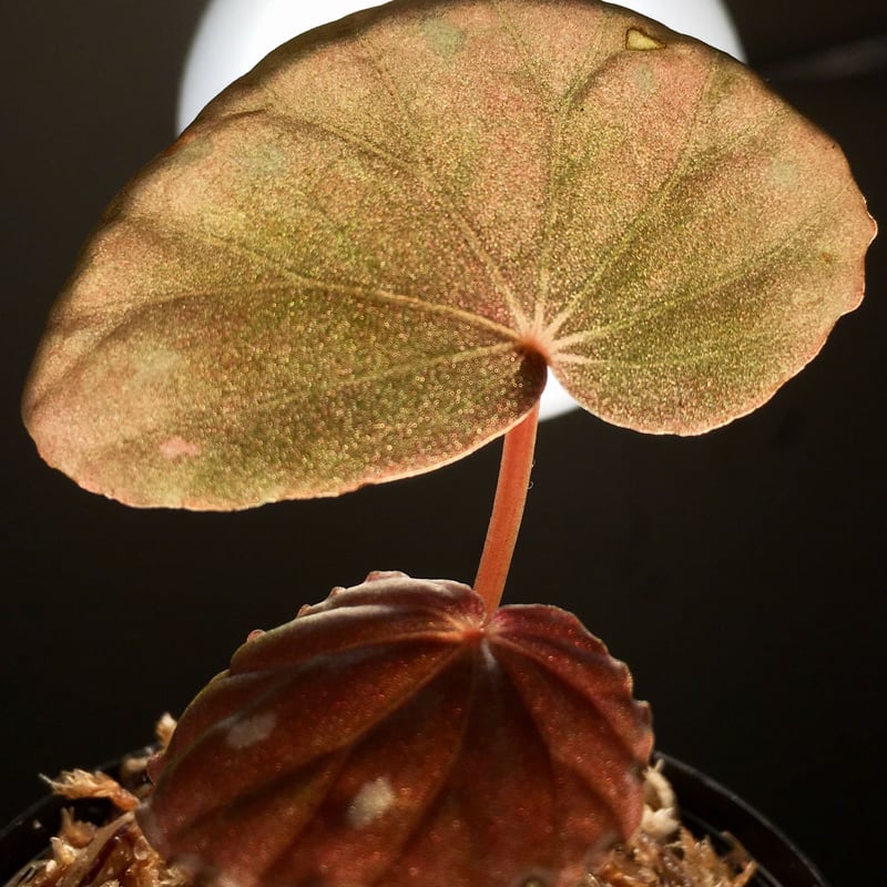 Begonia sp. from Sarawak [LA] | M・R・G・R