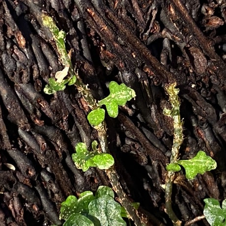 Teratophyllum sp. from Sibolga Timur [HW1017-03]