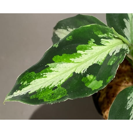 Aglaonema picutm "Phantom" WS from Padang [AZ0914-2b]