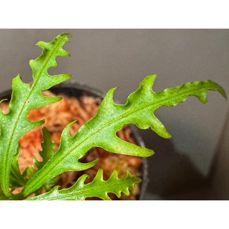 Labisia sp. from Jambi sumatera