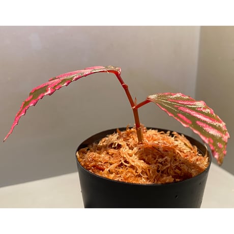 Begonia sp. ぼっち株 from Julau [R1214-01b]