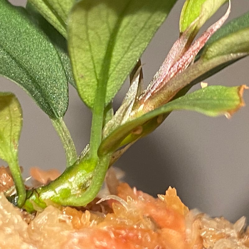 Bucephalandra sp. 