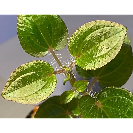 Phylagathis sp. from Cao Bang. Vietnum