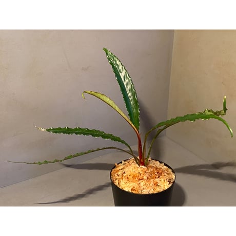 Schismatoglottis sp. "Dragon Tail" from Pangkalan Bun