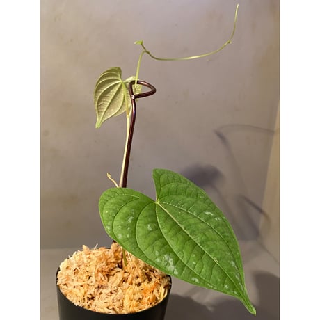 Dioscorea sp. from Chiang Mai [TK290518-1]