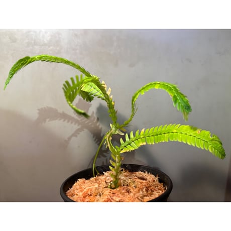 Selaginella sp. from Landak West Kalimantan