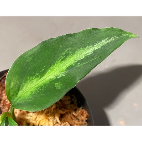 Aglaonema pictum GW1908 プレリュード"Padang sidempuan" [TB]