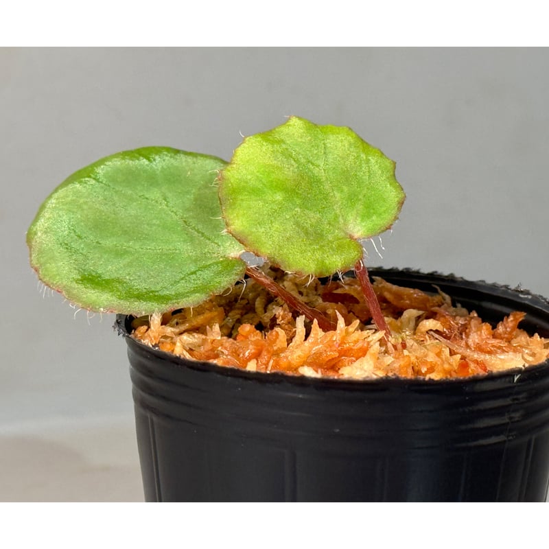 Begonia Nahangensis from Na Hang [YH1117] TK |