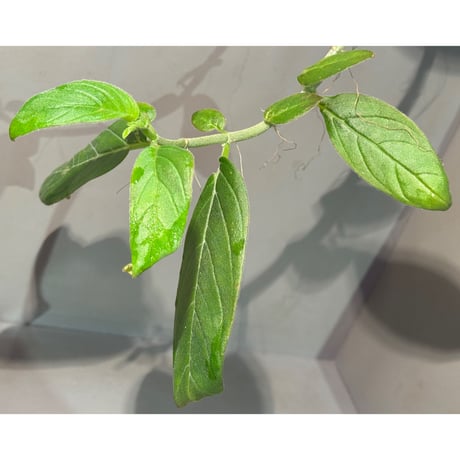 Columnea spathulata [STRINGE PLANTS]