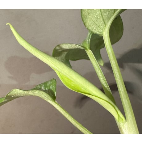 Schismatoglottis Rongisupata from West Kalimantan [KN]