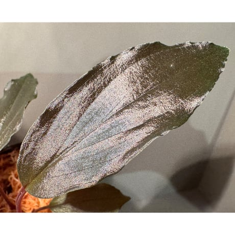 Homalomena sp. "Neon Purple" from Malaysia ②