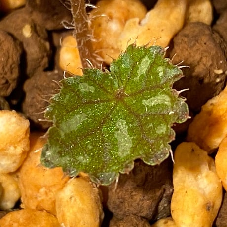 Begonia sp. from Cao Bang [YH251019] TK