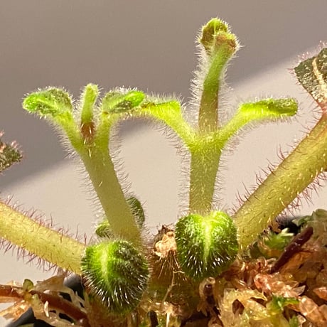Pearcea hypocyrtiflora from  South America