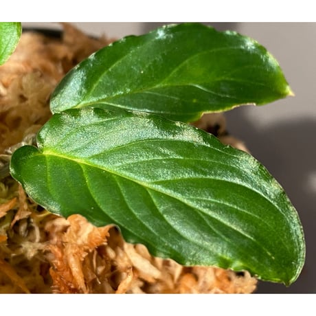 Homalomena sp. "Euclase" from Riau sumatera [LA0518-02]