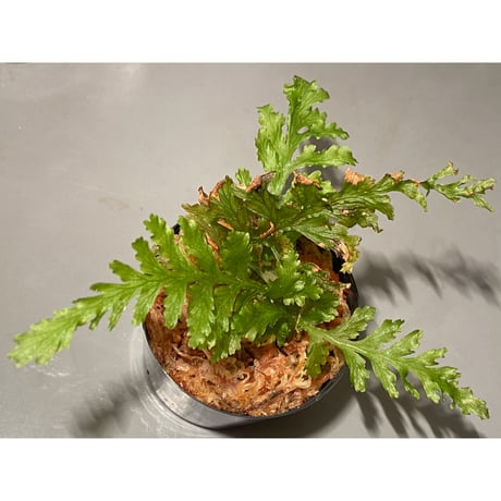 Crepidomanes auriculatum from 大漢林道 [STRINGE PLANTS] ①