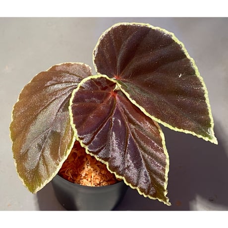 Begonia darthvaderiana