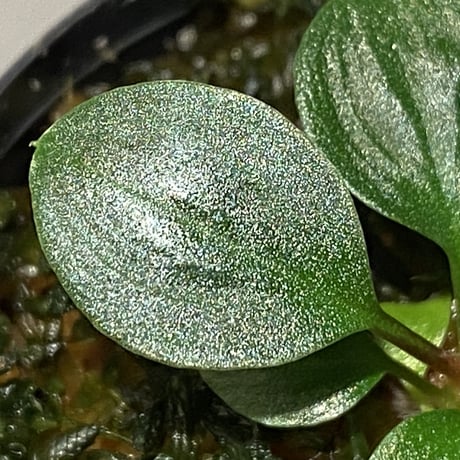 Homalomena sp. from Tambunan [TK200217]