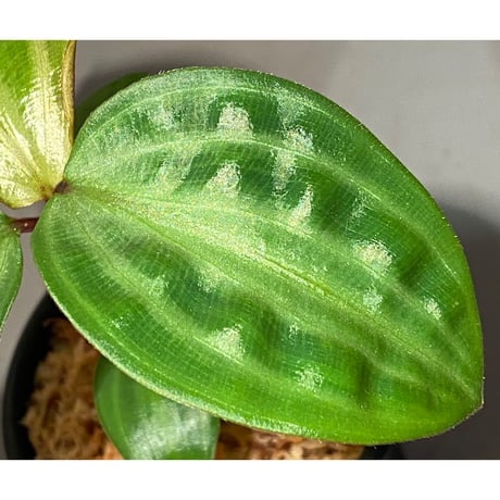 Geogenanthus undatus from Tarapoto Peru [tanakay]
