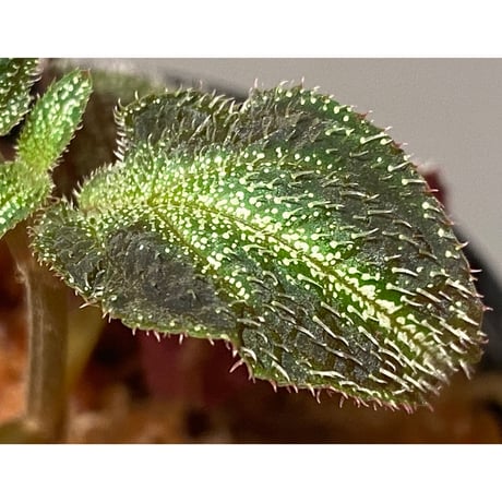 Sonerila sp. from Phitsanulok
