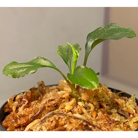 Homalomena 'Rec1-29' K0718-f1 [KZT]