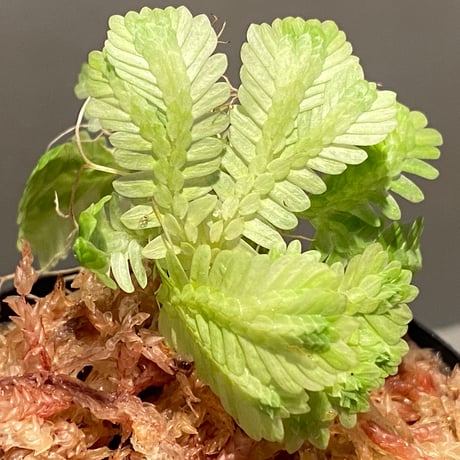 Selaginella sp. バリエガータ from "Nanga pinoh" [TB]
