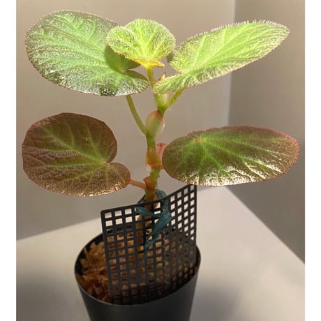 Begonia sp. from Manaus