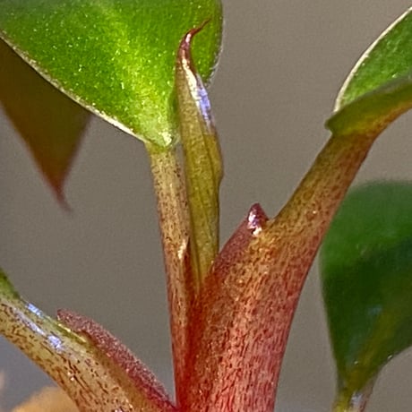 Philodendron sp. "Red Congo Compacta"