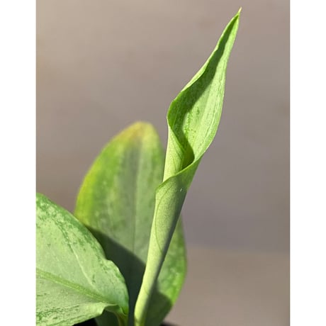 Aglaonema nebulosum from Kuala Rompin [TK220916-2]