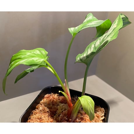 Homalomena sp. from Riau sumatera [LA1119-02]