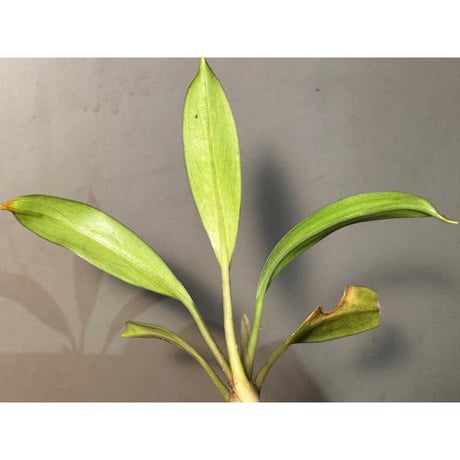 Bakoa sp. from Sekadau West Kalimantan ②