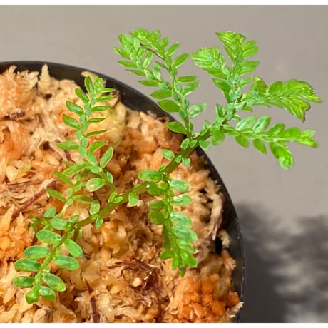 Selaginella picta