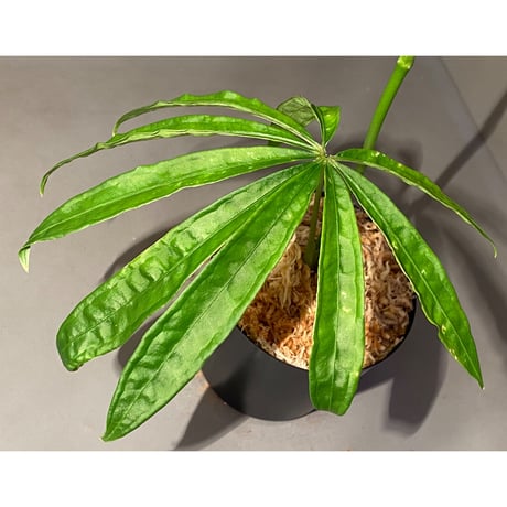 Anthurium polyschistum from Napo Ecuador [tanakay]