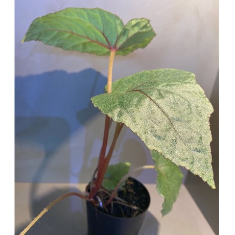 Begonia sp. from Ha Noi [TK140617]