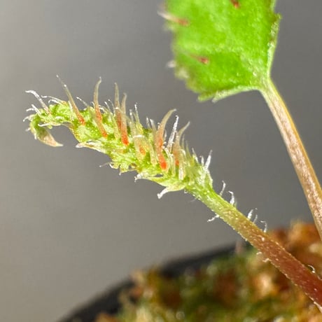 Begonia ambodiforahensis from Madagascar [LA0022-05z]