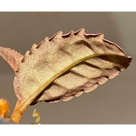 Emblemantha urnulata (Labisia sp.) from Riau sumatera [LA0815-01]