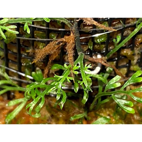 Lindsaea sp. from Pulau Halmahera [LA0314-05]